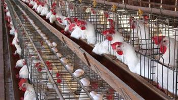 تعرف على أسعار الدواجن اليوم الأحد 15-3-2026 في الأسواق