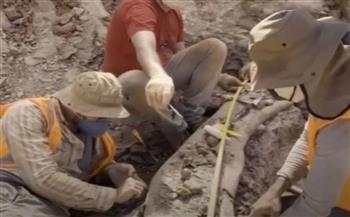 اكتشاف نوع جديد من الديناصورات العملاقة في البرازيل