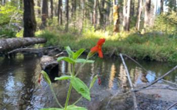 زهرة برية تفاجئ العلماء وتتحدى أشد موجات الجفاف