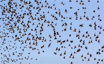 خبيرة ليورونيوز: اختفاء الطيور في أوروبا نتيجة فشل النظام الزراعي الغذائي