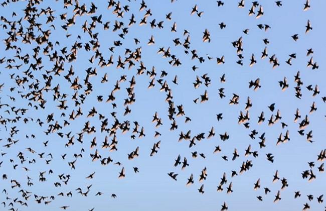 خبيرة ليورونيوز: اختفاء الطيور في أوروبا نتيجة فشل النظام الزراعي الغذائي