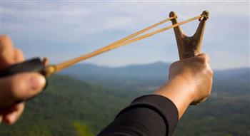 تحديات على تيك توك تتسبب في مقتل إيذاء طيور بريطانيا