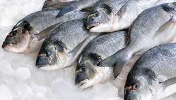 كيف تفرق بين الأسماك الطازجة والتالفة؟.. «الصحة» توضح