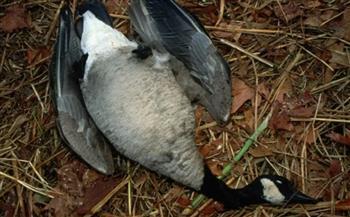 نفوق غامض لآلاف الطيور يثير الذعر في ولاية أمريكية