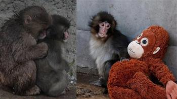 بعدما أبكى العالم.. القرد "بانش" يحصل على "النهاية السعيدة" ويجد شريكة حياته