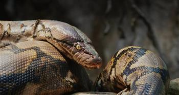 أثقل الأفاعي السامة.. وزنها 3 أضعاف الكوبرا الملكية
