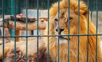 أسد يهاجم طفلة حاولت إطعامه في حديقة حيوانات