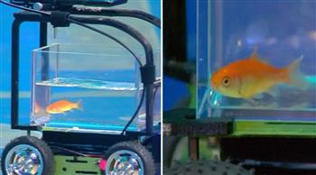 سمكة ذهبية تحقق الرقم القياسي بقيادة سيارة مبتكرة