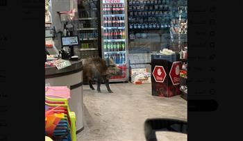 زائر غير متوقع.. خنزير بري يقتحم متجر للديكور في ألمانيا