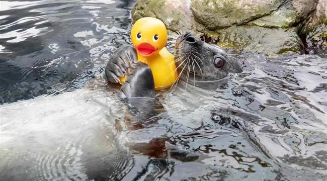 فيديو.. فقمة تتحول إلى نجمة على الانترنت بسبب اللعب بالبطة المطاطية