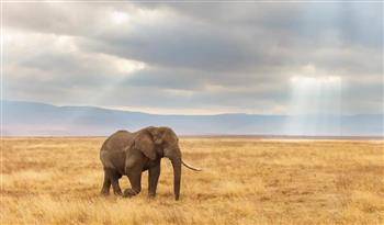  فيديو.. فيل يوقف المرور ليبحث عن الطعام في السيارات