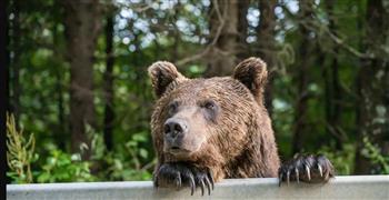 فيديو.. دب يقتحم مطبخًا بحثًا عن الفستق والفواكه