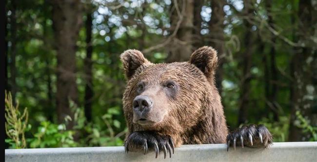 فيديو.. دب يقتحم مطبخًا بحثًا عن الفستق والفواكه