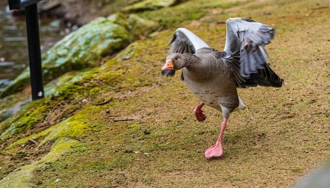  فيديو.. وزة عدوانية تثير الذعر داخل جامعة أمريكية