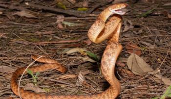 العلماء يحلّون اللغز.. كيف تقف الثعابين عموديًا دون أطراف؟