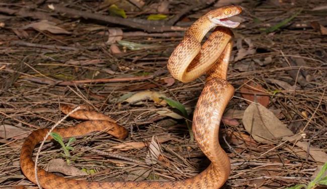 العلماء يحلّون اللغز.. كيف تقف الثعابين عموديًا دون أطراف؟