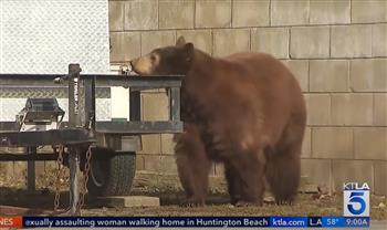 أثناء تغطية إحدى هجماته.. دب يقتحم بثًا مباشرًا لنشرة أخبار (فيديو)