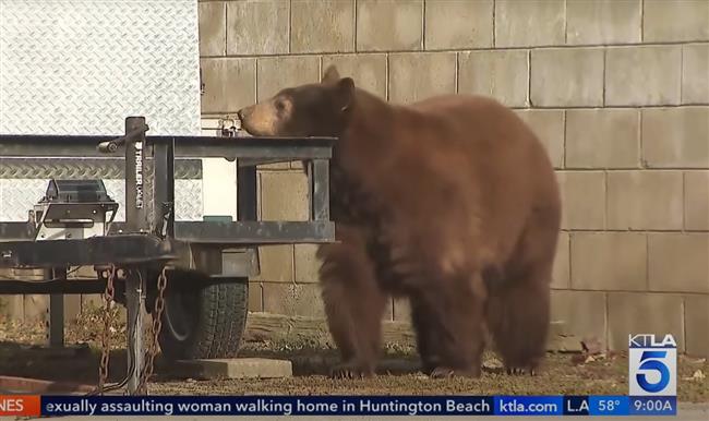 أثناء تغطية إحدى هجماته.. دب يقتحم بثًا مباشرًا لنشرة أخبار (فيديو)