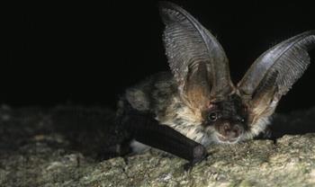 ليس له علاج.. مخاوف من انتقال فيروس فتاك من الخفافيش إلى البشر