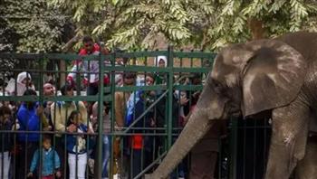 إبراهيم متولي: حدائق الحيوان شهدت زيادة في أعداد الزوار بنسبة 30%