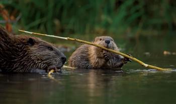 دراسة تكشف مفاجأة عن دور القنادس في مواجهة تغير المناخ