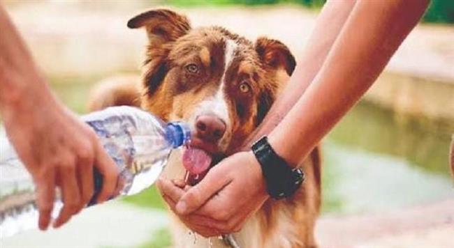 «الإفتاء»: الرفق بالحيوان من مظاهر الرحمة 