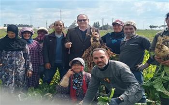 رئيس "البحوث الزراعية" يفتتح يومًا حقليًا لحصاد وتقييم أصناف بنجر السكر بكفر الشيخ