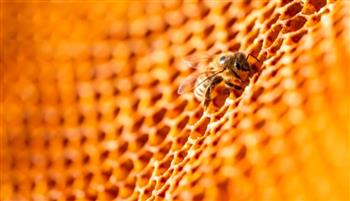 بسبب الحرب.. نحل لبنان يهجر الجنوب ويصل إلى مناطق آمنة