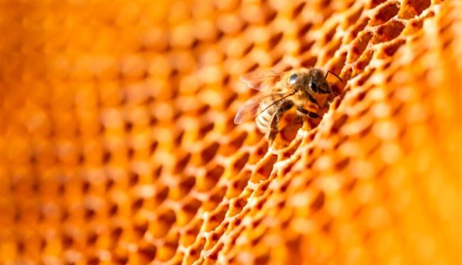 بسبب الحرب.. نحل لبنان يهجر الجنوب ويصل إلى مناطق آمنة