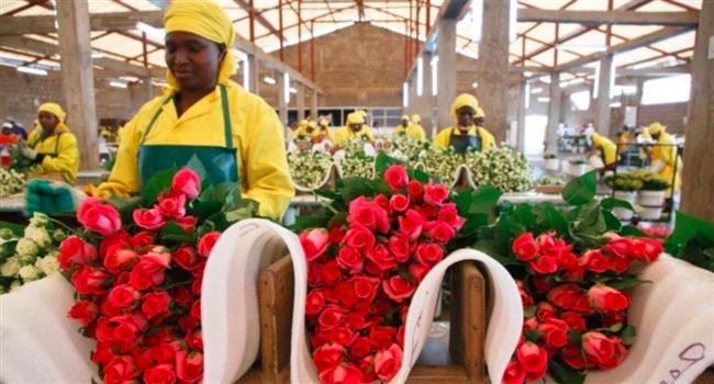 قطاع الزهور في كينيا يخسر 1.4 مليون دولار أسبوعيًا بسبب الحرب