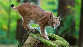 وشق يلهو بفريسته يفوز بجائزة الجمهور لصور الحياة البرية