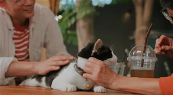  العراق.. افتتاح مقهى لعشاق الترفيه وتربية القطط