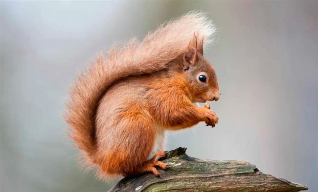  خطر يواجه الحياة البرية.. سناجب تُدخن السجائر الإلكترونية في الغابات 