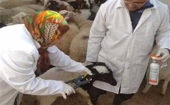 انطلاق الحملة القومية للتحصين ضد مرض الجلد العقدي بشمال سيناء