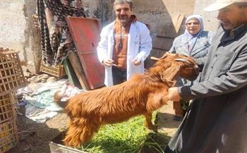 محافظ الدقهلية: انطلاق أعمال الحملة القومية للتحصين ضد مرض الجلد العقدي وجدري الأغنام