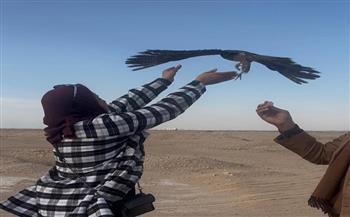 "الزراعة": إعادة إطلاق 10 صقور نادرة إلى الطبيعة بعد إنقاذها من التجارة غير الشرعية