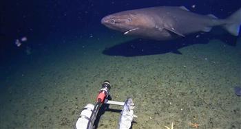 اكتشاف غير مسبوق لقرش نائم في مياه شديدة البرودة