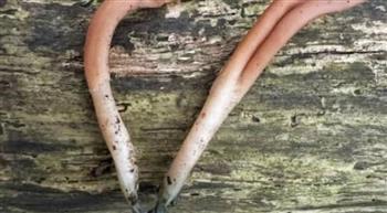 اللسان الأرضي ذو القاعدة الزرقاء.. اكتشاف فطر نادر في بريطانيا