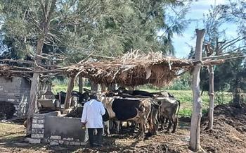 استمرار حملة التحصين ضد الجلد العقدي وجدري الأغنام بالبحيرة 