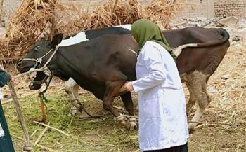 محافظ سوهاج: تحصين أكثر من 20 ألف رأس ماشية ضد الجلد العقدي وجدري الأغنام