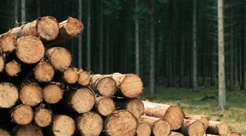 علماء يحوّلون نفايات الخشب إلى وقود ومواد كيميائية