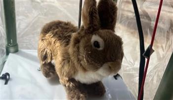 أرانب بالذكاء الاصطناعي لخداع الثعابين الخطيرة في فلوريدا