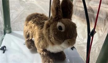 أرانب بالذكاء الاصطناعي لخداع الثعابين الخطيرة في فلوريدا