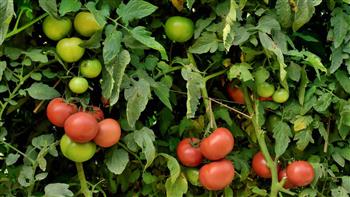 أستاذ اقتصاد زراعي: ارتفاع الطماطم مؤقت والأسعار ستنخفض مع العروات الجديدة