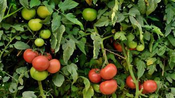 أستاذ اقتصاد زراعي: ارتفاع الطماطم مؤقت والأسعار ستنخفض مع العروات الجديدة