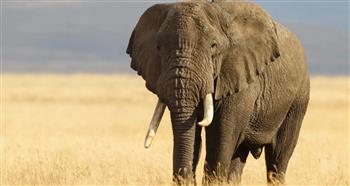 فيل برّي يدهس طالبة هندية أثناء عودتها من الجامعة