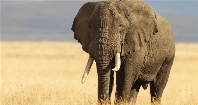 فيل برّي يدهس طالبة هندية أثناء عودتها من الجامعة