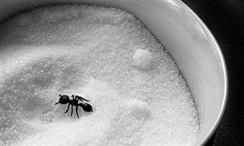 لحفظ السكر بعيد عن النمل والرطوبة.. اتبعي تلك الطرق