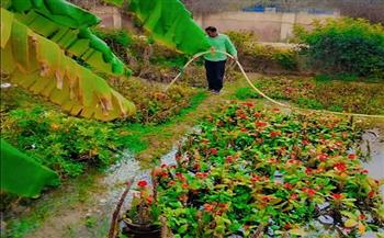 محافظ الإسكندرية يوجه برفع كفاءة الحدائق العامة وزيادة المسطحات الخضراء