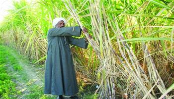 «القابضة الغذائية»: توريد 2.9 مليون طن قصب لمصانع "السكر والصناعات التكاملية" وإنتاج 306 آلاف طن سكر